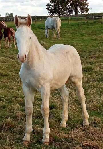 Les chevaux de trait de l'Élevage du Bon Coin près de Dunkerque