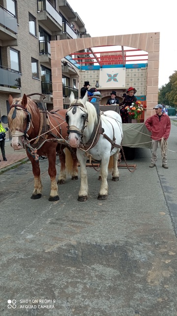 Location de calèche et d'attelage de chevaux dans la région de Lille 