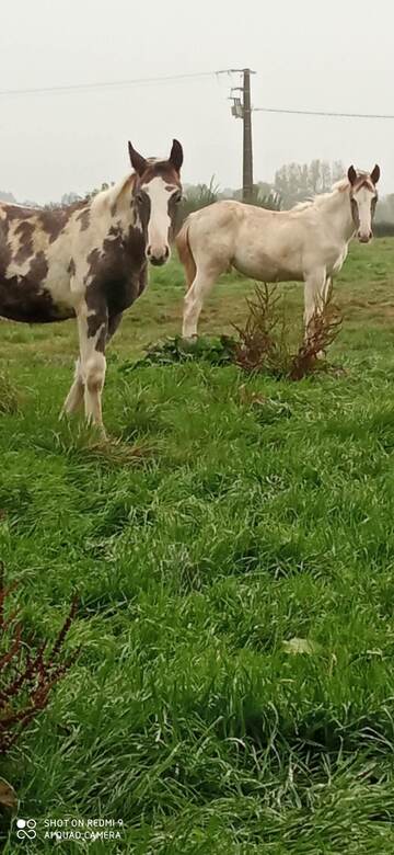 Poulain OC de père PAINT
Poulain mâle compact
Eleveur de chevaux spécialisé en poulinage 