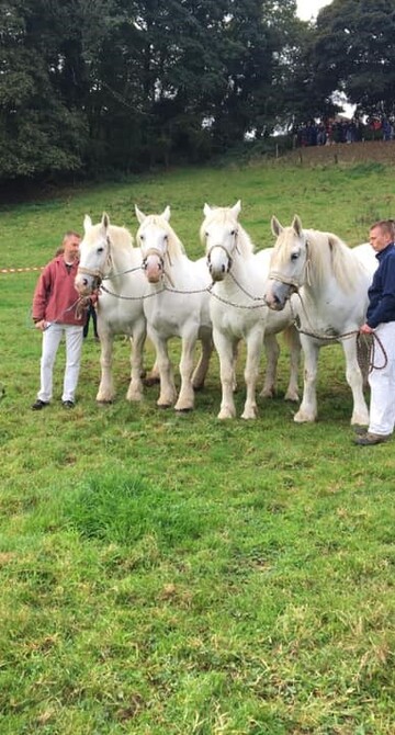 Élevage de chevaux