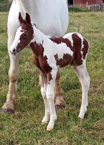 Vente de chevaux 