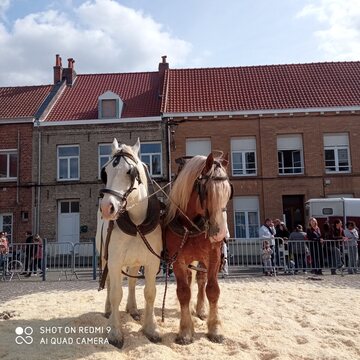 Elevage du Bon Coin : Bergues 