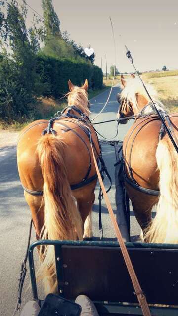 Mettre son cheval en pension à Dunkerque