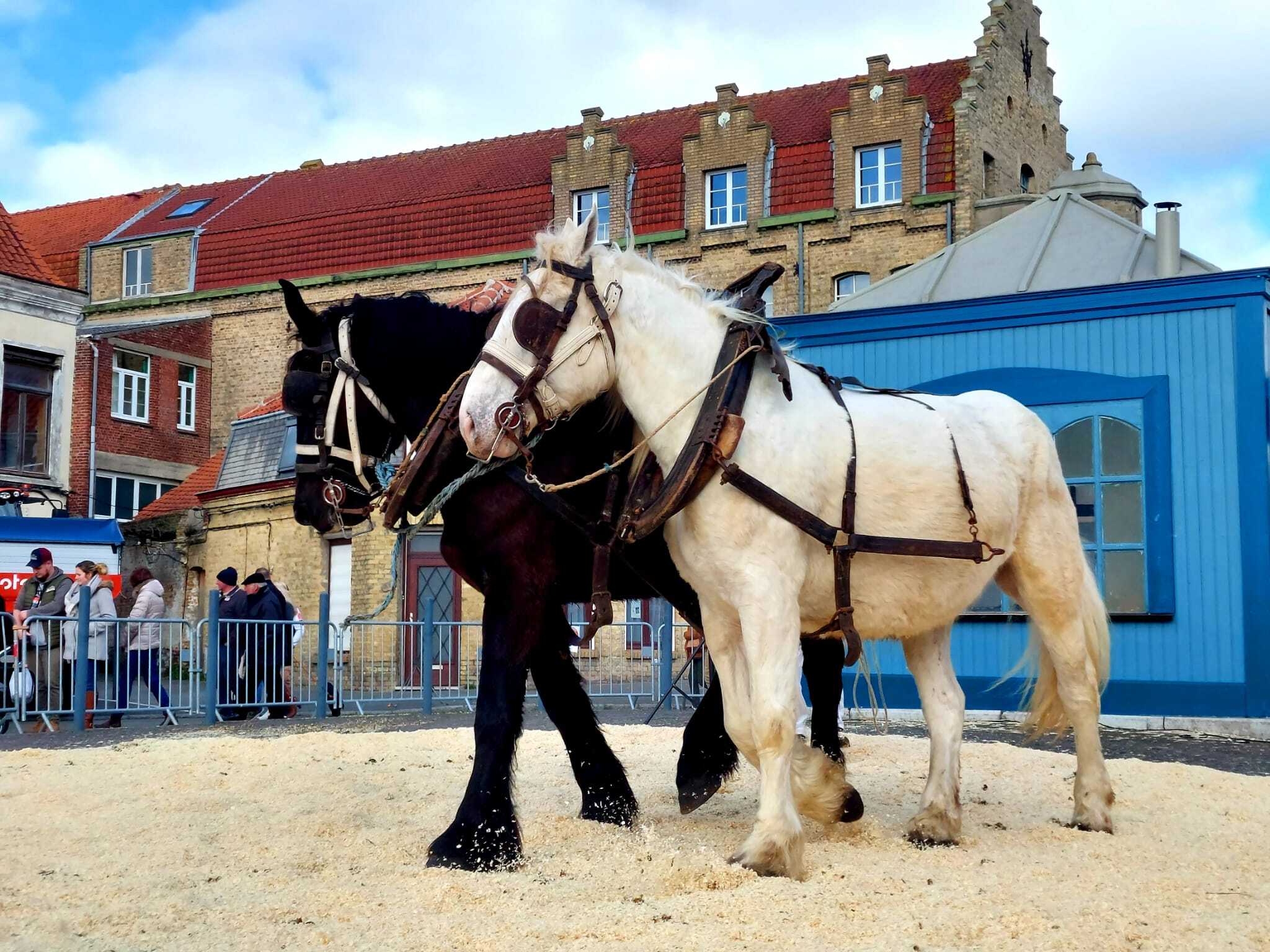 Bergues_Elevage du bon coin près de Lille