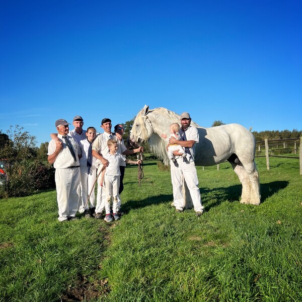 elevage chevaux nord pas de calais