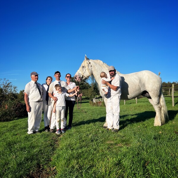 elevage chevaux nord pas de calais2