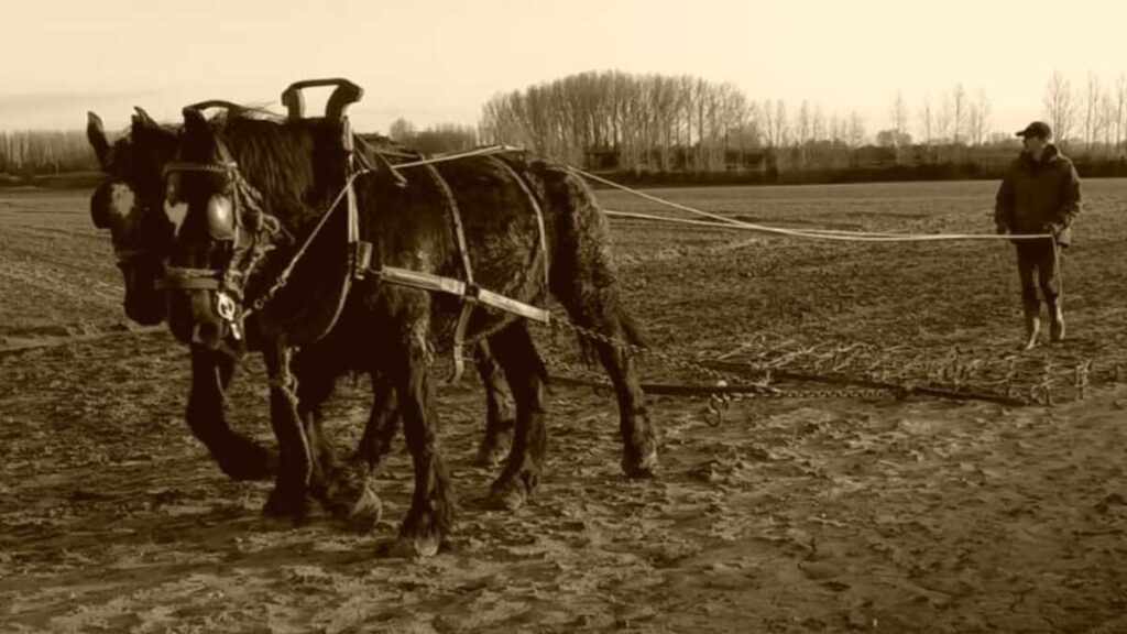 Chevaux Boulonnais