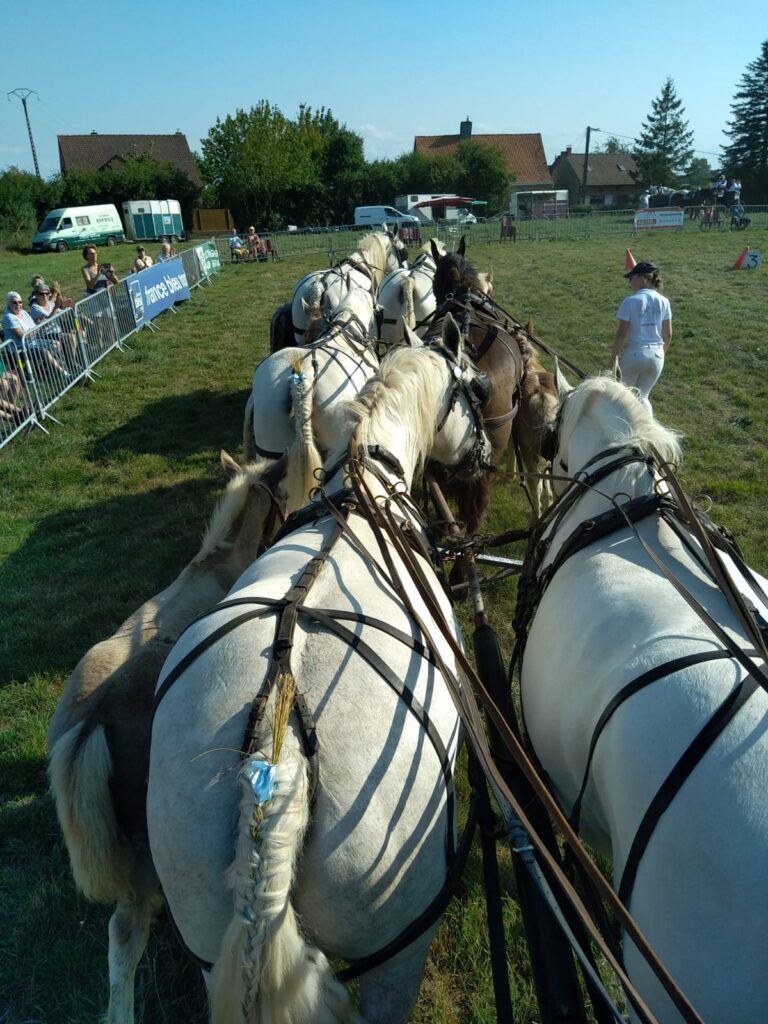 Attelage de chevaux blancs : concours équestre Attelage de chevaux blancs vus de dos lors d'un concours ; banderole France Bleu Nord visible au loin.